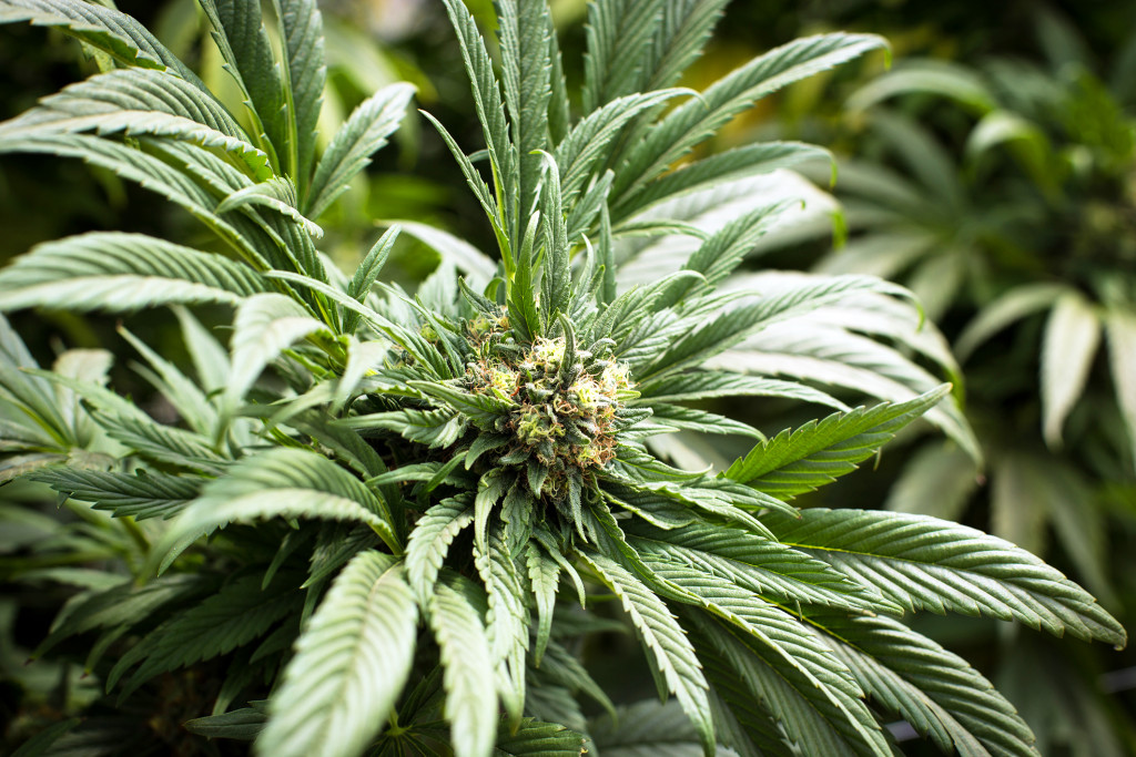 Foto: David Diaz Arcos, NTB-DPA