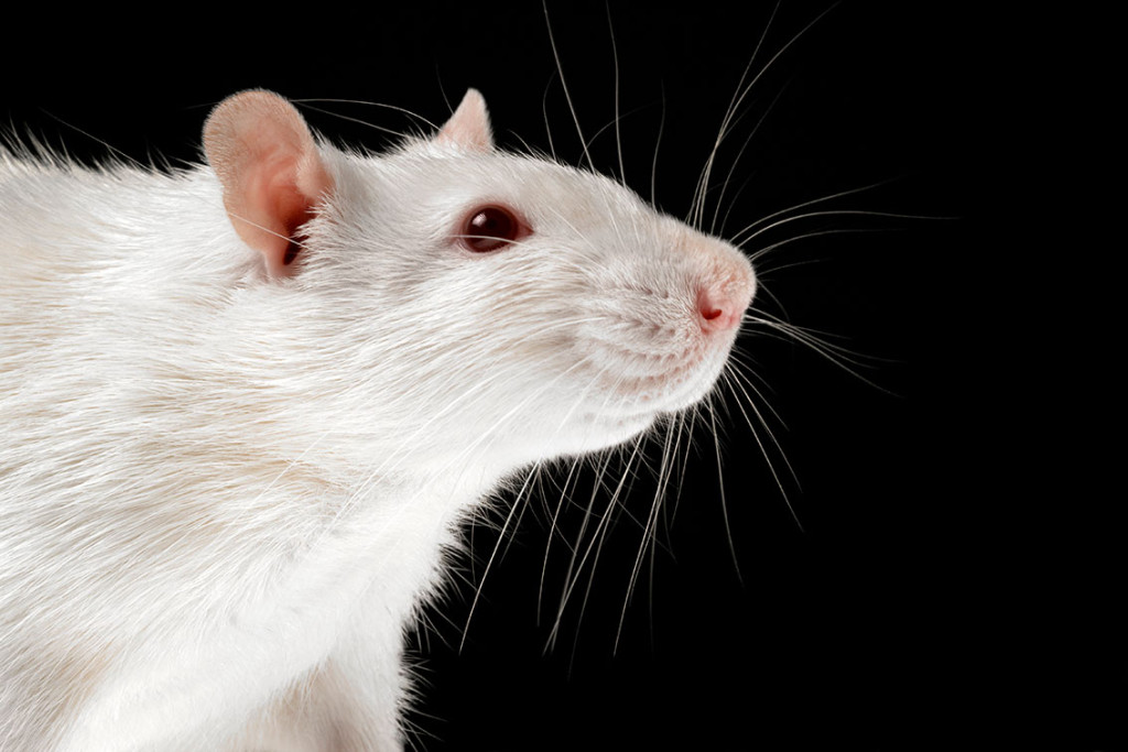 Rattus norvegicus. Illustrasjonsfoto: Science Photo Library / NTB