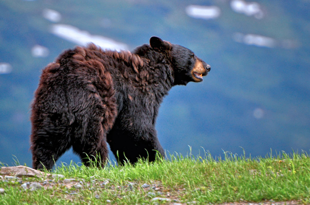 Ursus americanus. Illustrasjonsfoto: NaturesThumbPrint / iStock