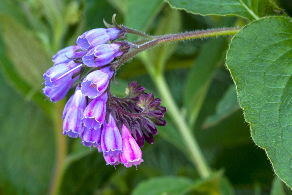 Illustrasjonsfoto: Symphytum officinale. ph2212/iStock. Tilpasset av Tidsskriftet.