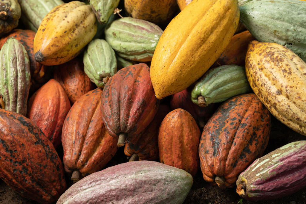 Kakaofrukt.&nbsp;Illustrasjonsfoto:&nbsp;dimarik/iStock