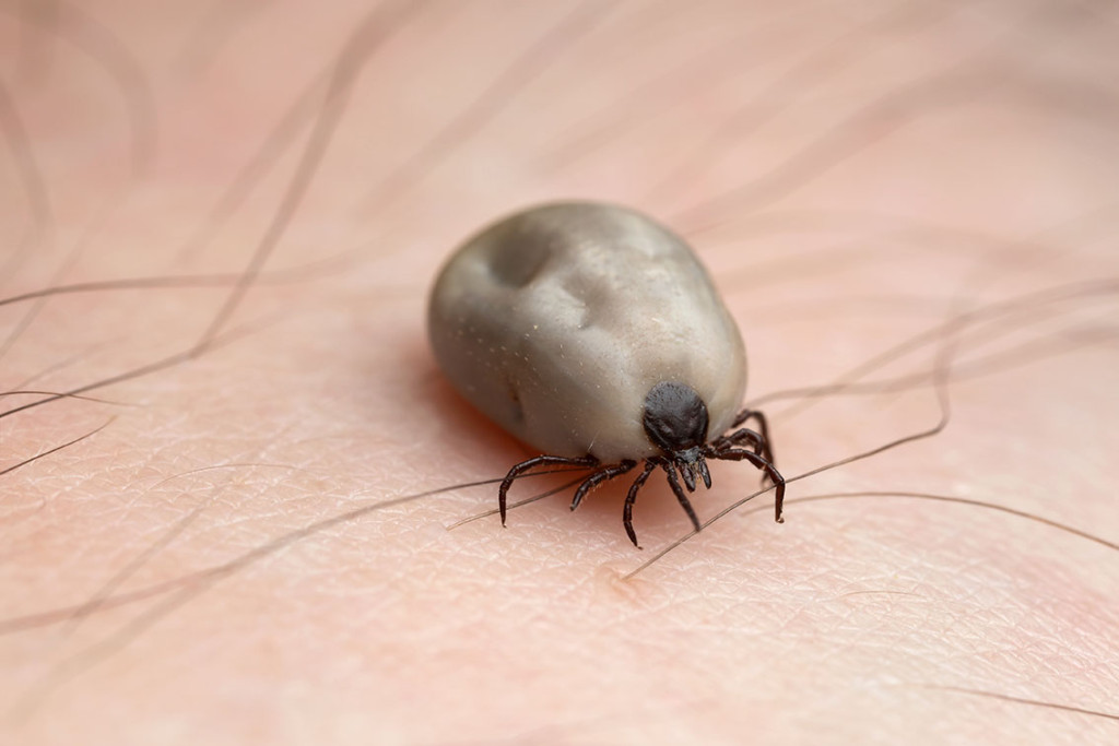 LENGER NORD: Fl&aring;tten har spredd seg til st&oslash;rre deler av Norge. Mens den tidligere stort sett var s&oslash;r i landet, finner vi den&hellip;