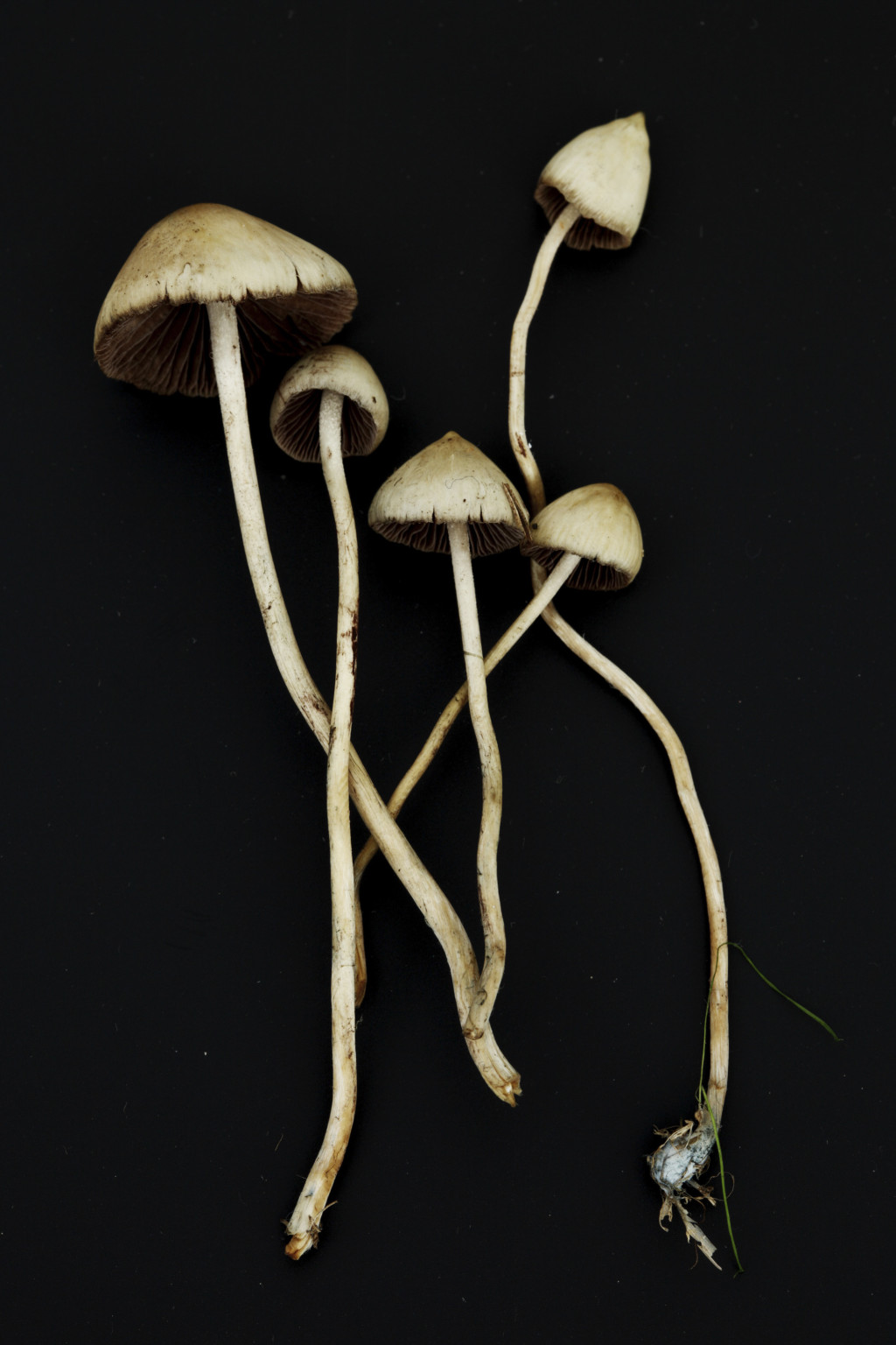 Spiss fleinsopp (Psilocybe semilanceata). Illustrasjonsfoto: IvanMikhaylov / iStock