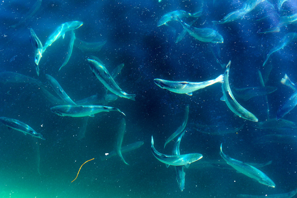 Photo: Gorm Kallestad/NTB