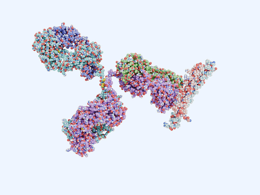 Illustrasjon av et terapeutisk antistoff (tregrenet molekyl, til venstre) som blokkerer interleukin 11 (IL-11, til h&oslash;yre)&hellip;