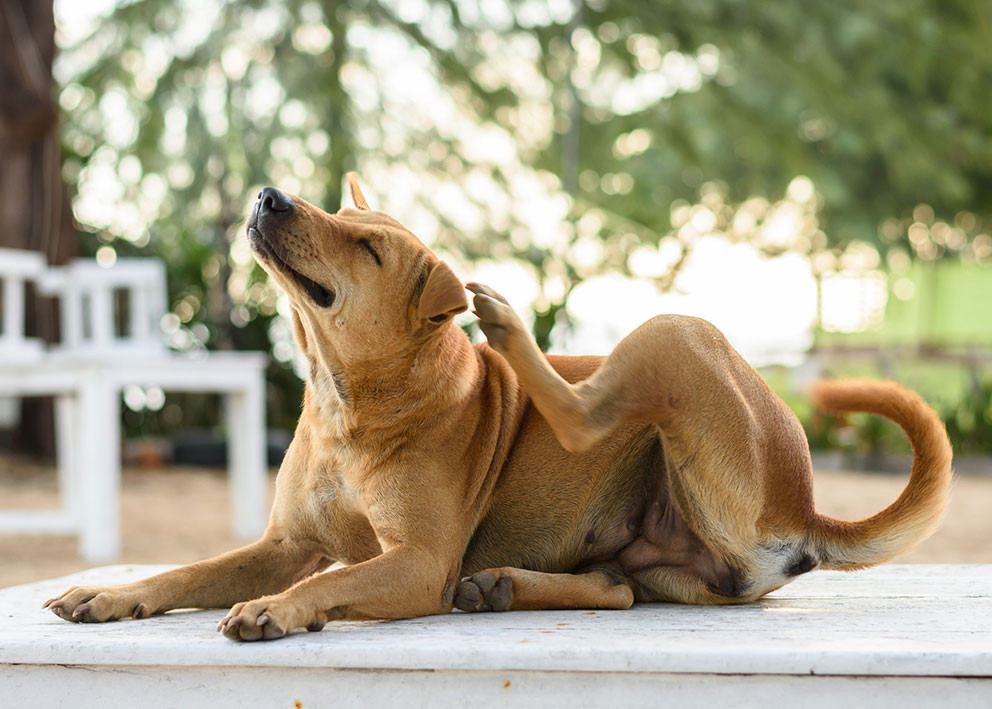 Foto: Jirakan/iStock